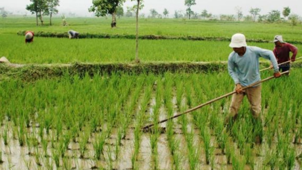 Kementan Genjot Proyek Lumbung Padi di Merauke, Asa RI Gapai Swasembada Pangan