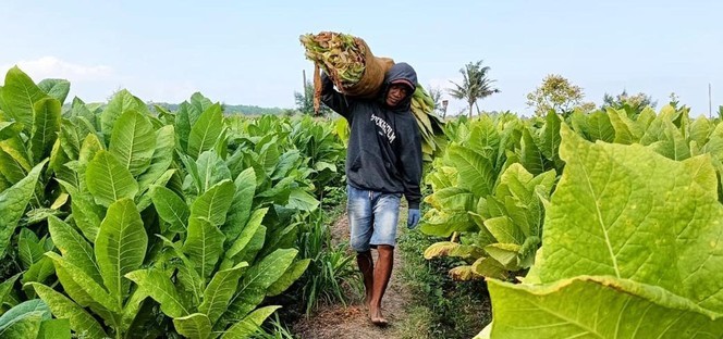 Jeritan Petani Tembakau: Aturan Baru Kesehatan Dinilai Menghancurkan Mata Pencaharian Jutaan Orang
