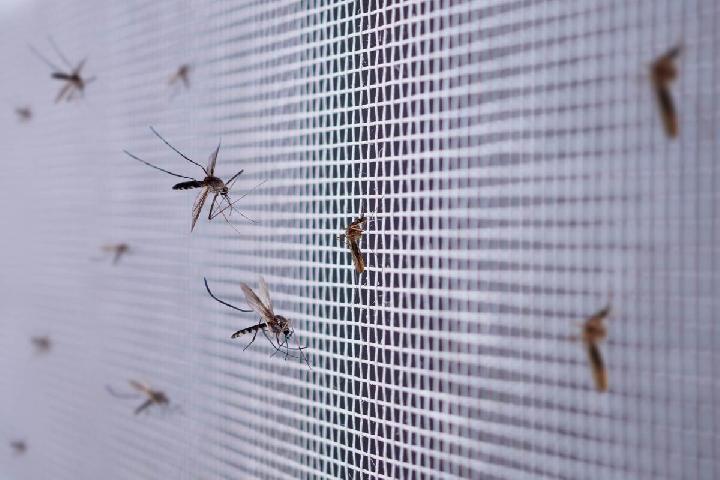 Jakarta Barat Luncurkan Inovasi Penanggulangan DBD: Nyamuk Ber-Wolbachia Siap Turunkan Angka Kasus!