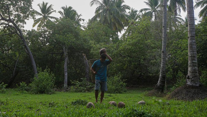 Petani Kopra Wawonii Manfaatkan Teknologi untuk Tingkatkan Pendapatan