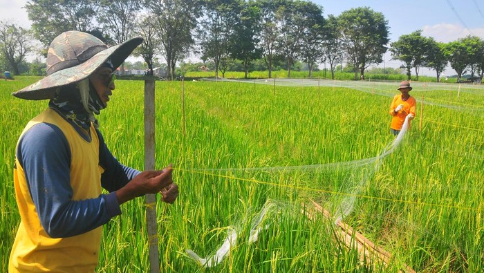 Harga Gabah Anjlok di Bantul, DPR Minta Bulog Segera Serap Sesuai HPP