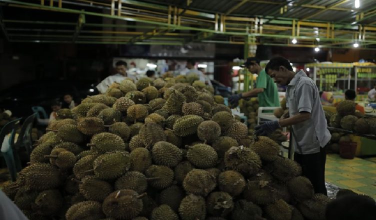 Serbuan Durian Ilegal Asal Malaysia Ancam Petani Lokal Indonesia
