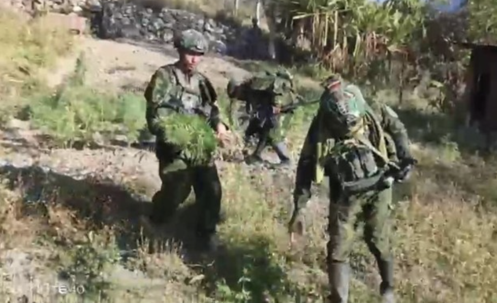 TNI Bongkar Ladang Ganja Diduga Terkait OPM di Yahukimo, 21.400 Batang Berhasil Diamankan