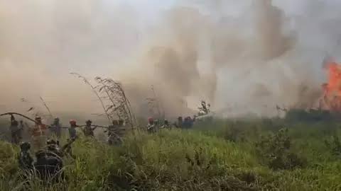 Karhutla Kalimantan Jadi Perhatian Serius, BNPB Catat 1.267 Hektare Lahan Terbakar