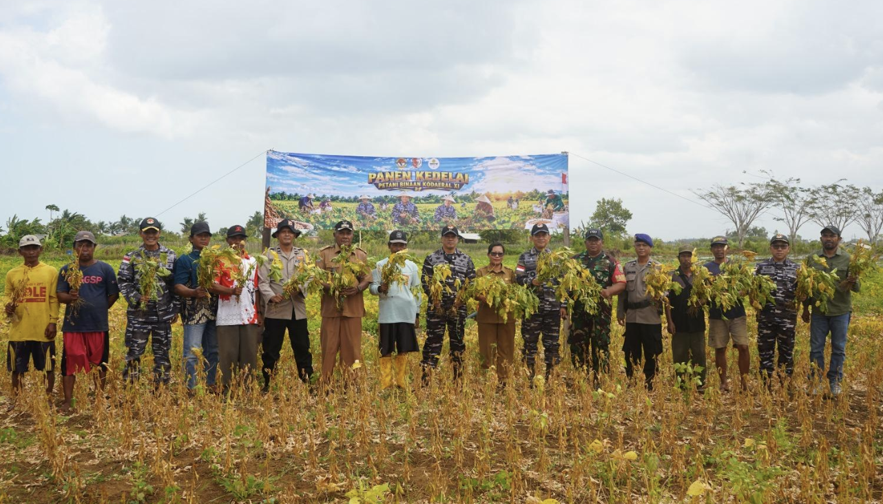 TNI AL Panen Raya Kedelai di Merauke, Kodaeral XI Perkuat Ketahanan Pangan Papua Selatan